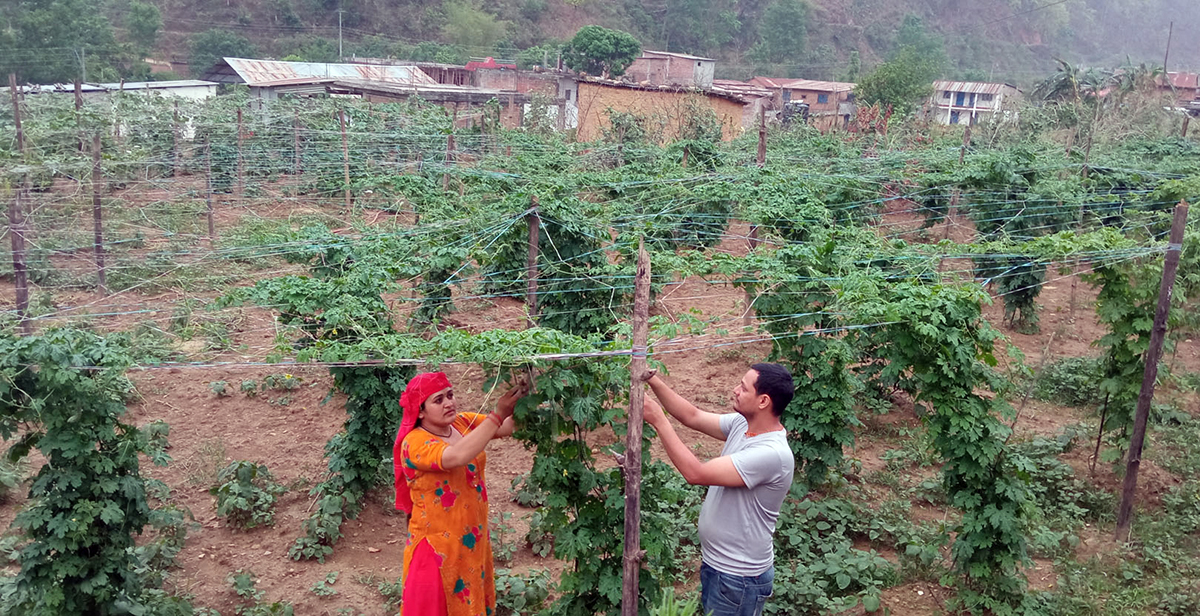 तरकारी खेतीबाट पाएको सफलता